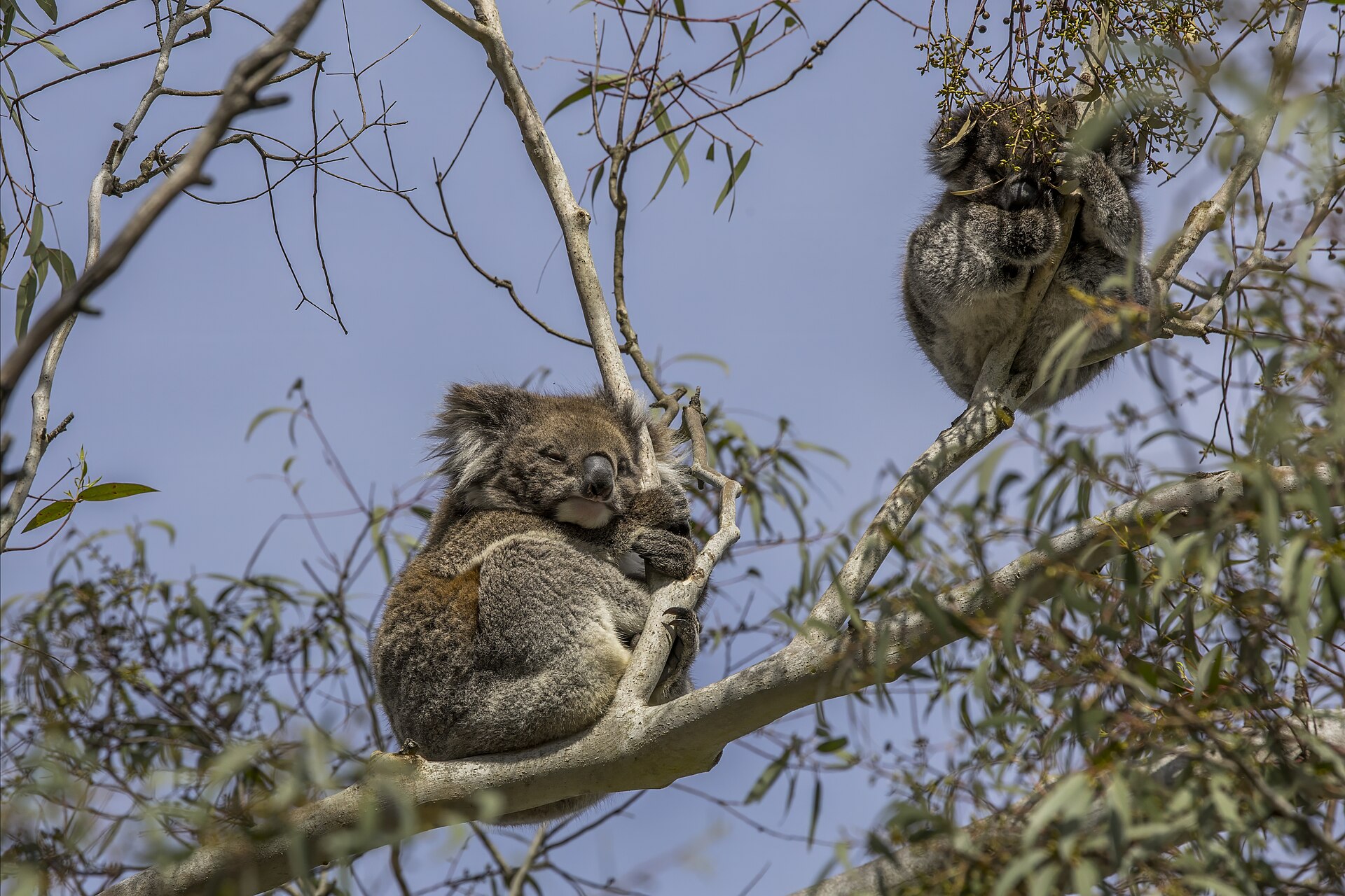 Family & Wildlife Day