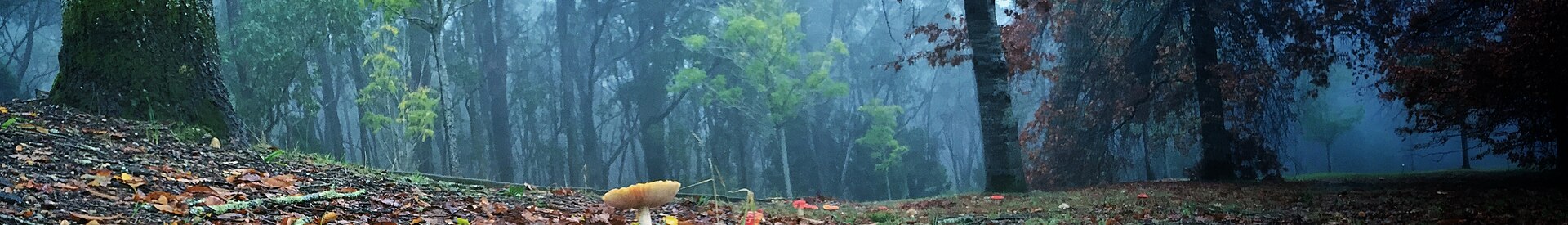 Mount Lofty Botanic Garden