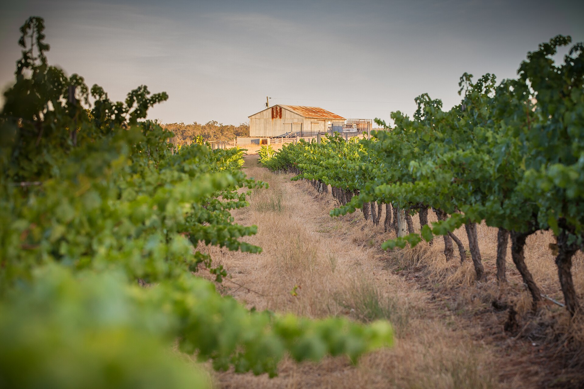 Howard Vineyard