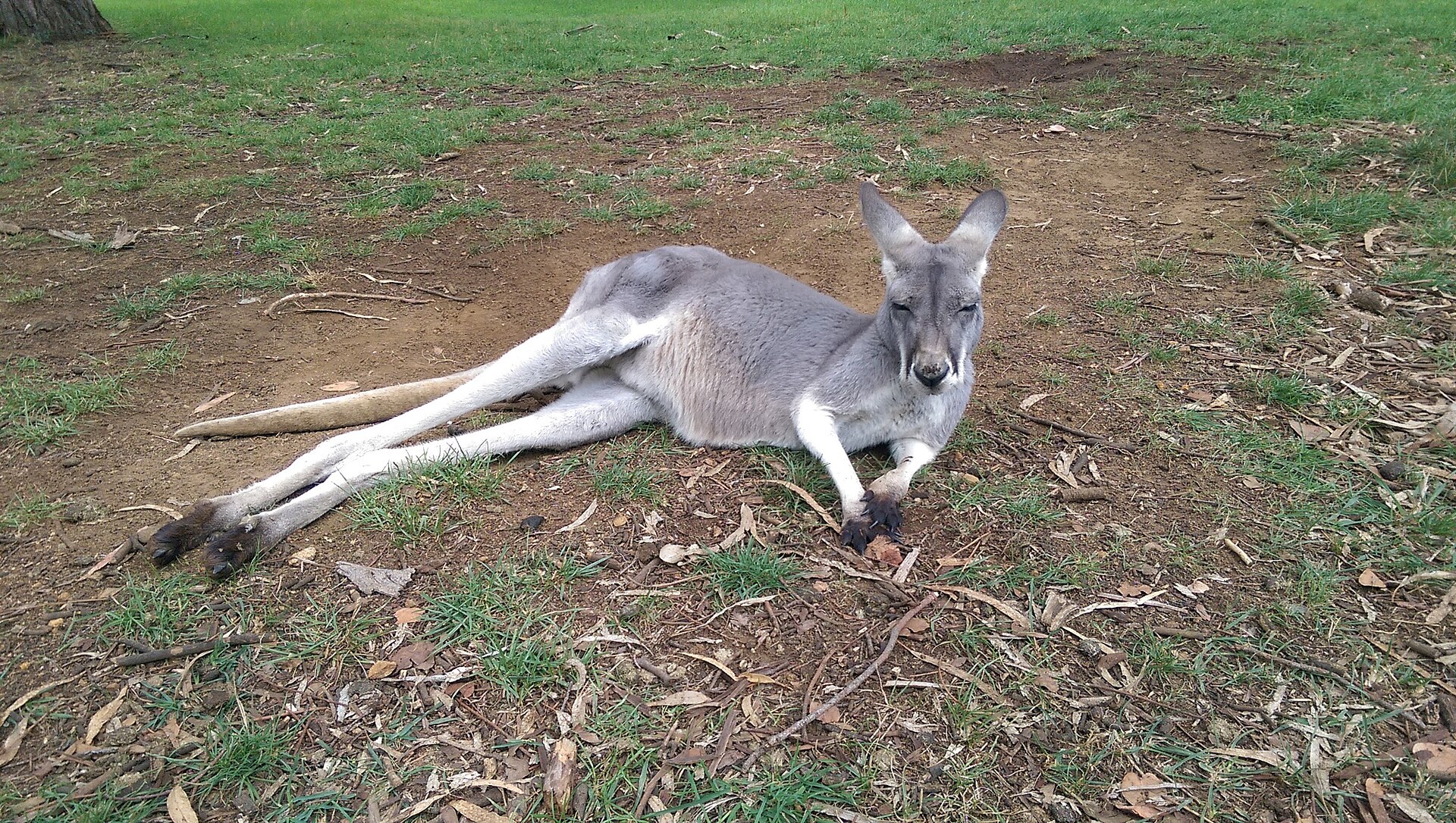 Mt Lofty Adventure Hub – Cleland Trails