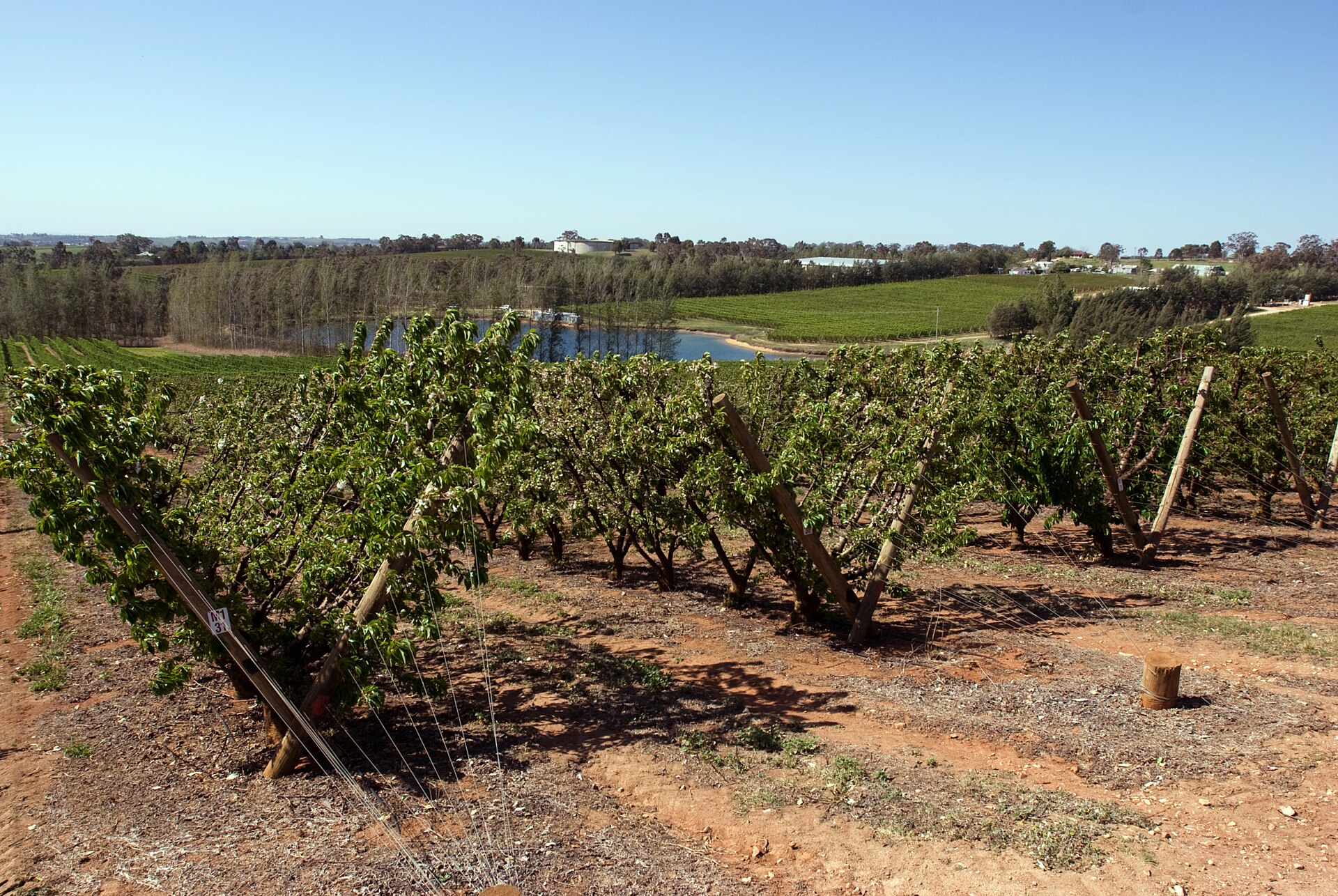 Ashbourne Valley Cherries