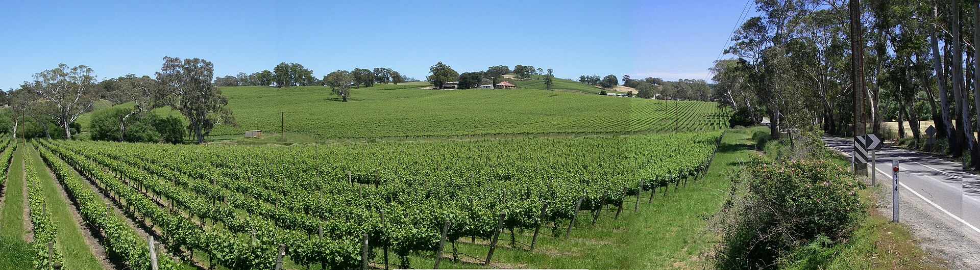 Golding Wines