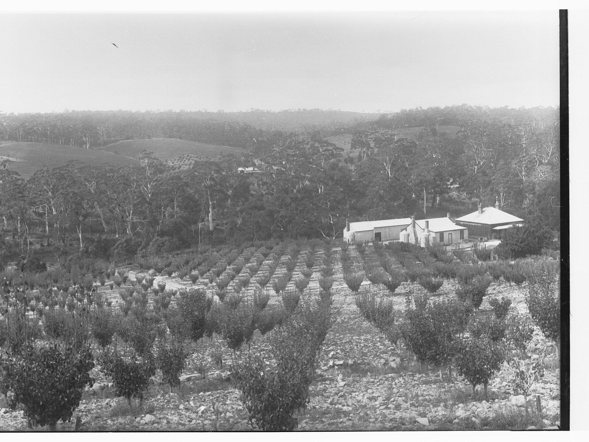 Jurlique Farm