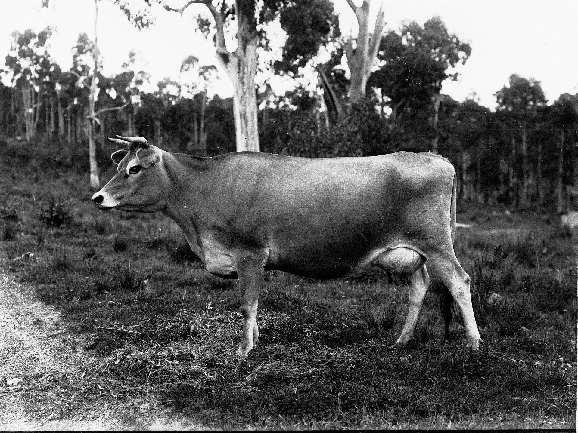 Fabal Adelaide Hills