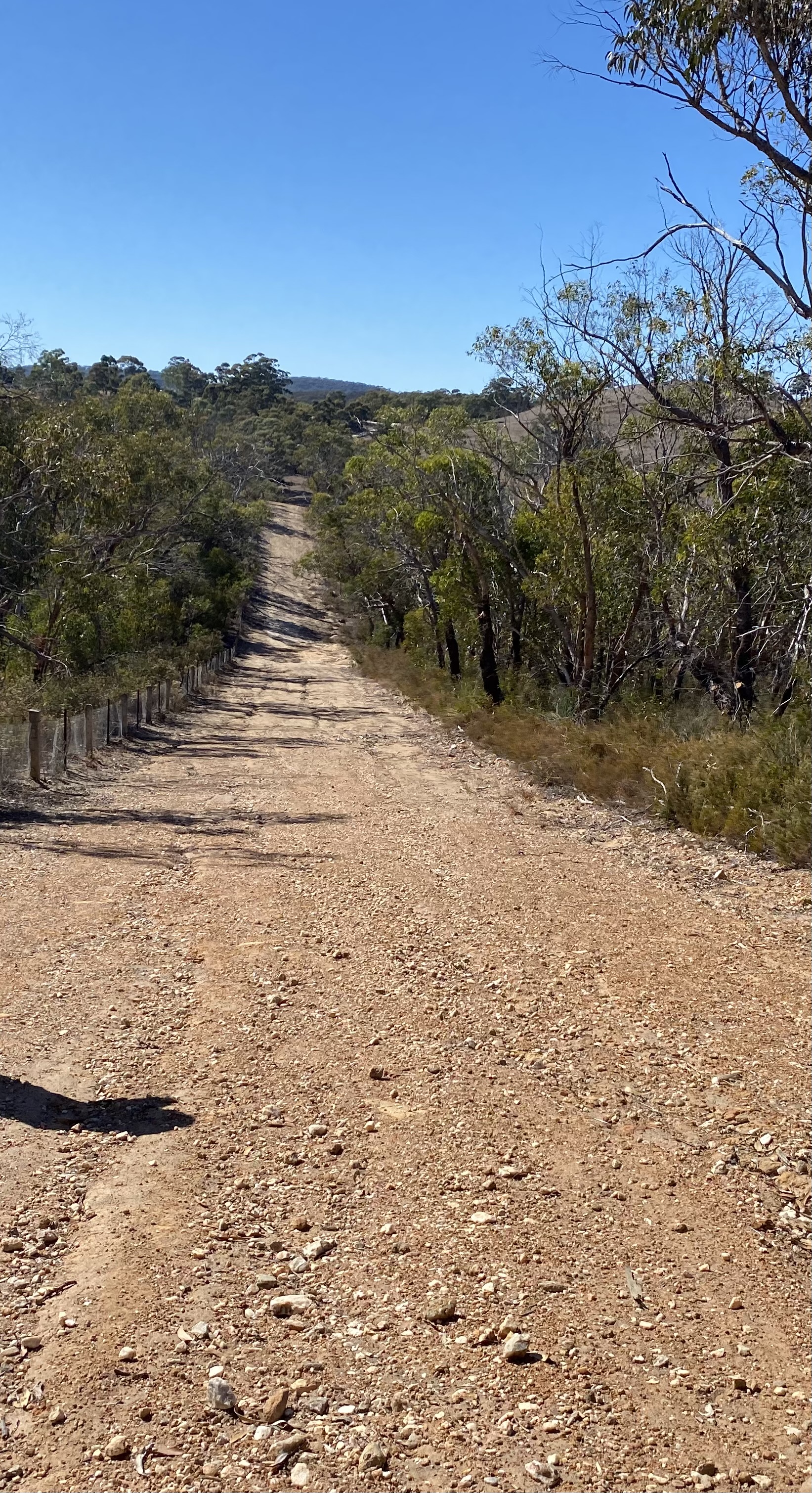 Mount Crawford Forest