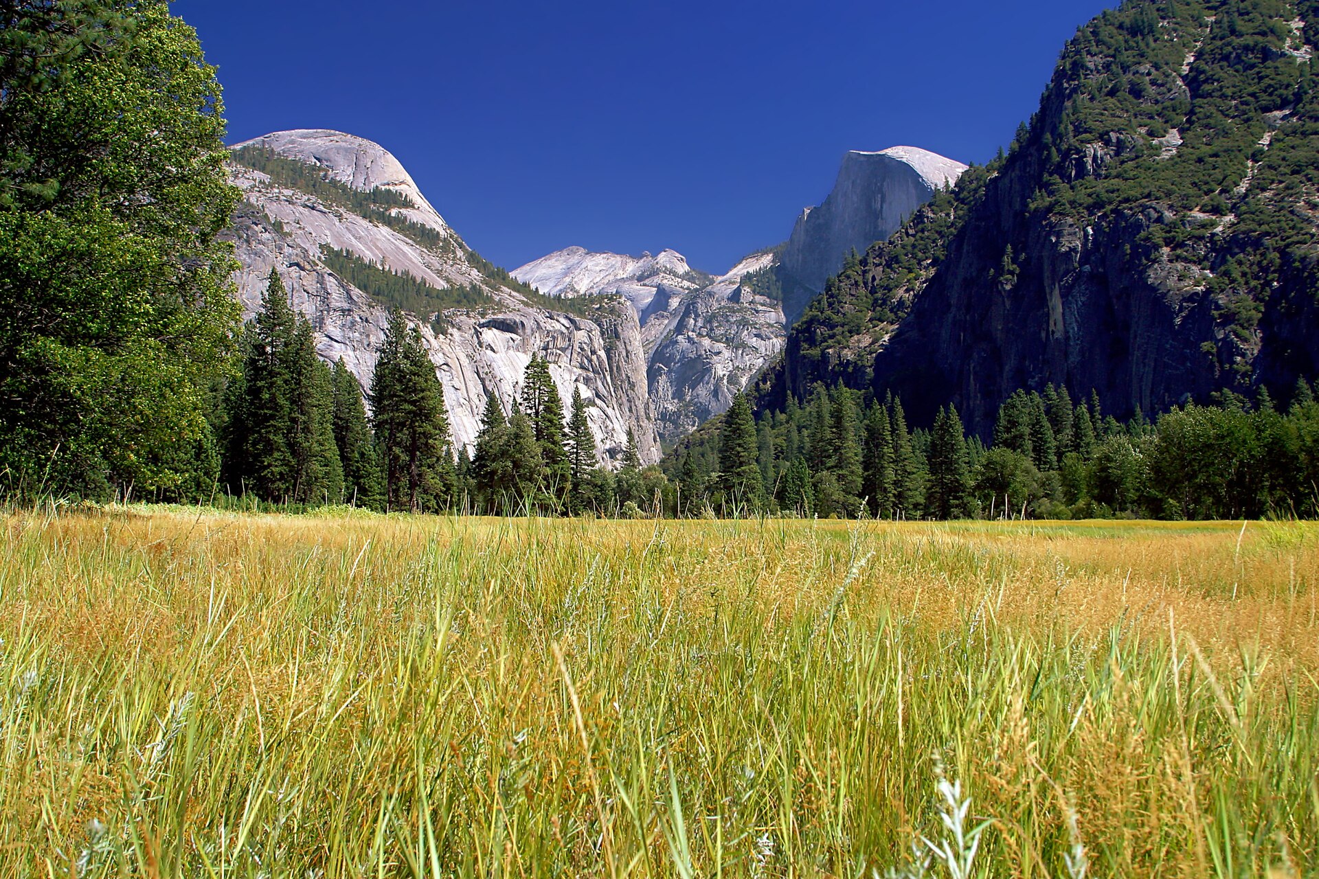 Meadows