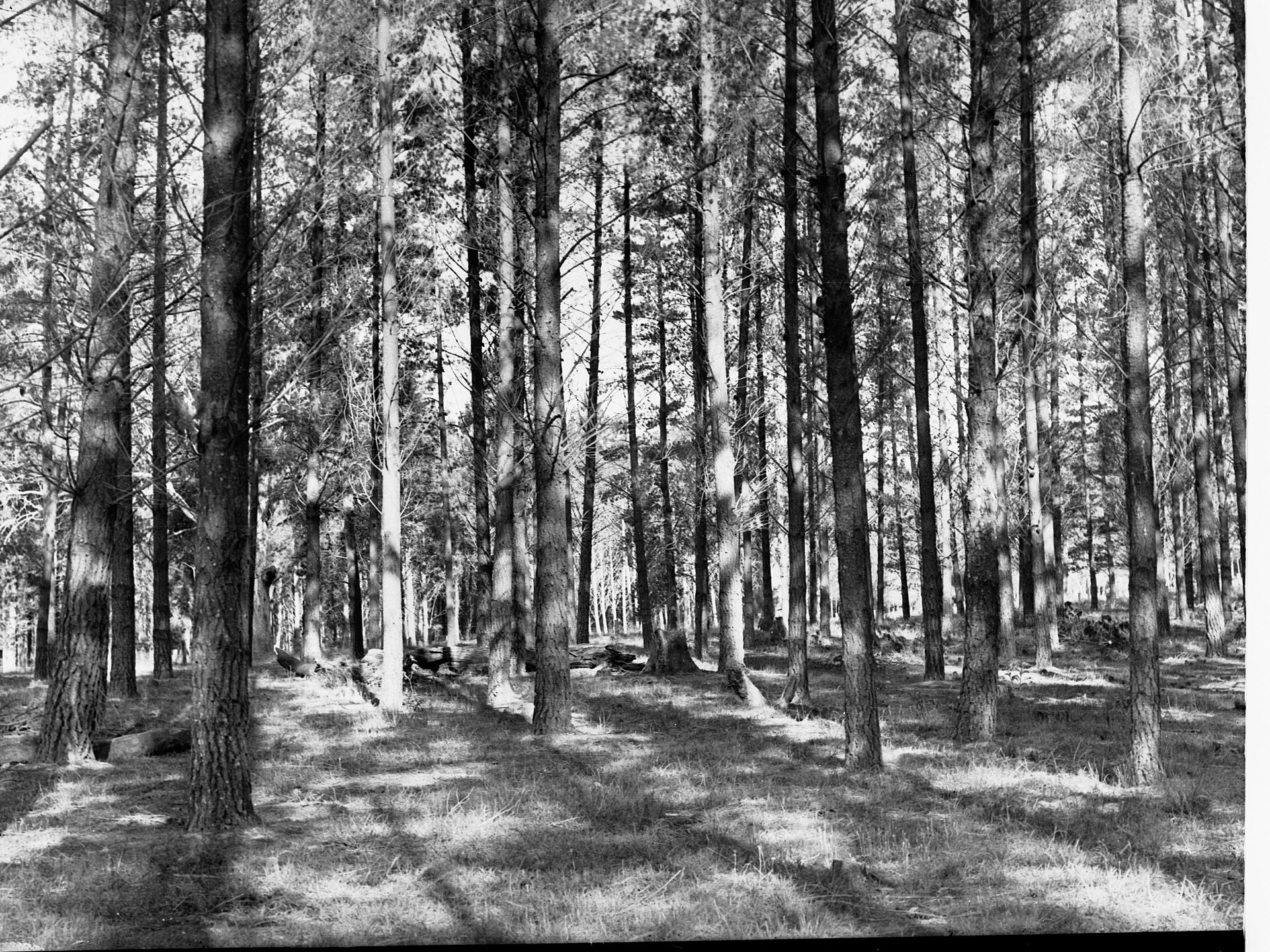 Kuitpo Forest Reserve