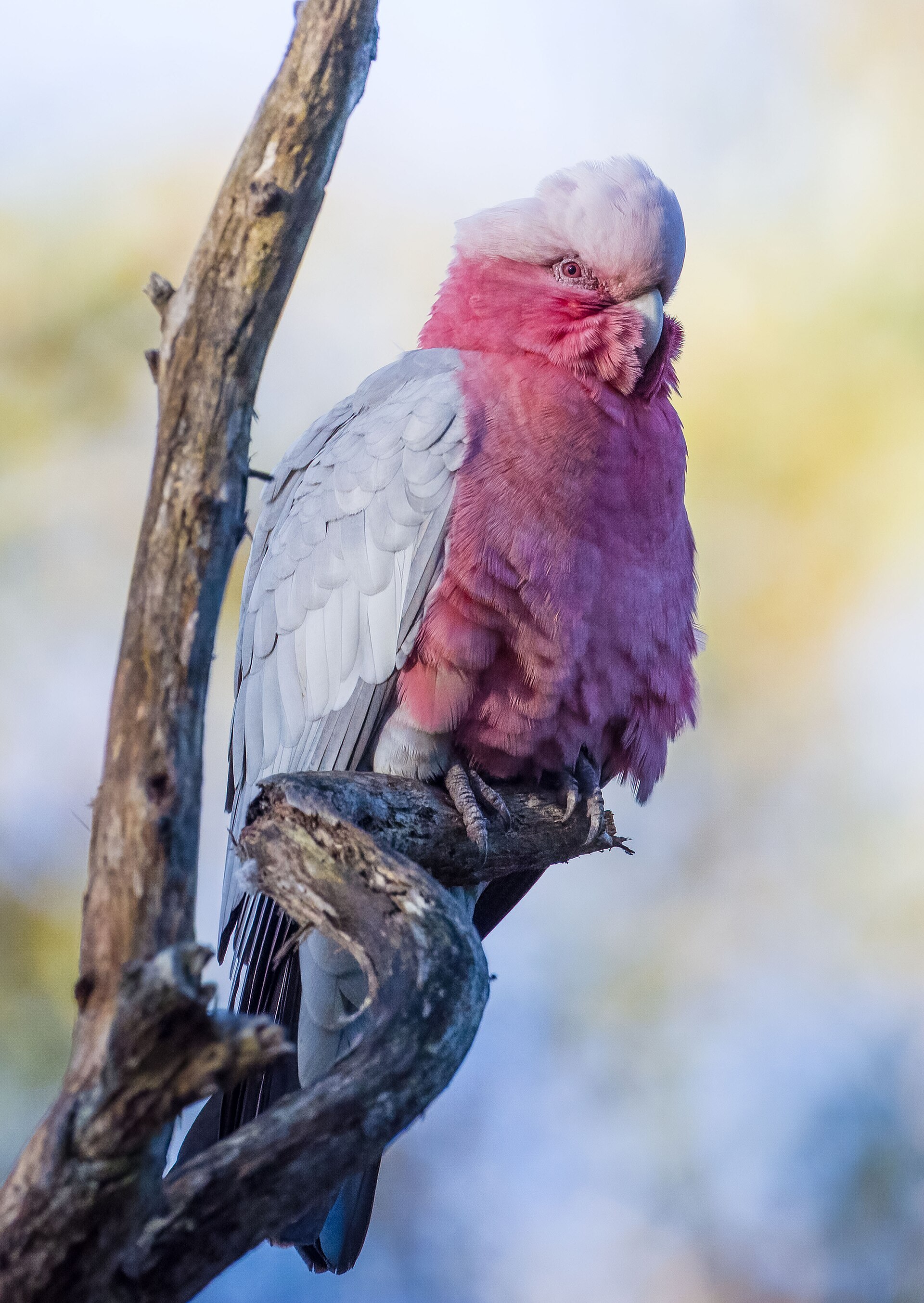 Mylor Conservation Park
