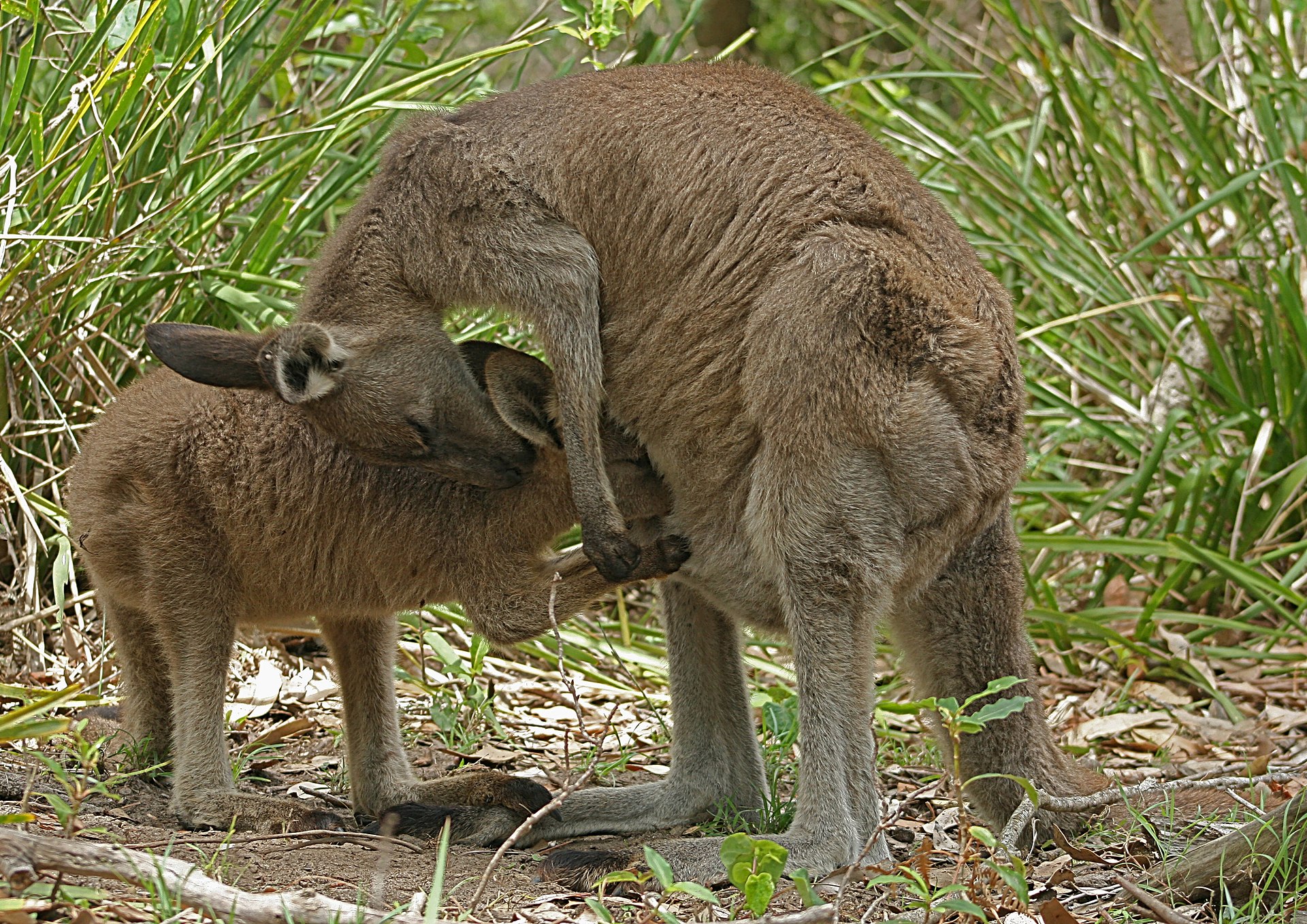 Where the Wild Things Are: Hills Wildlife