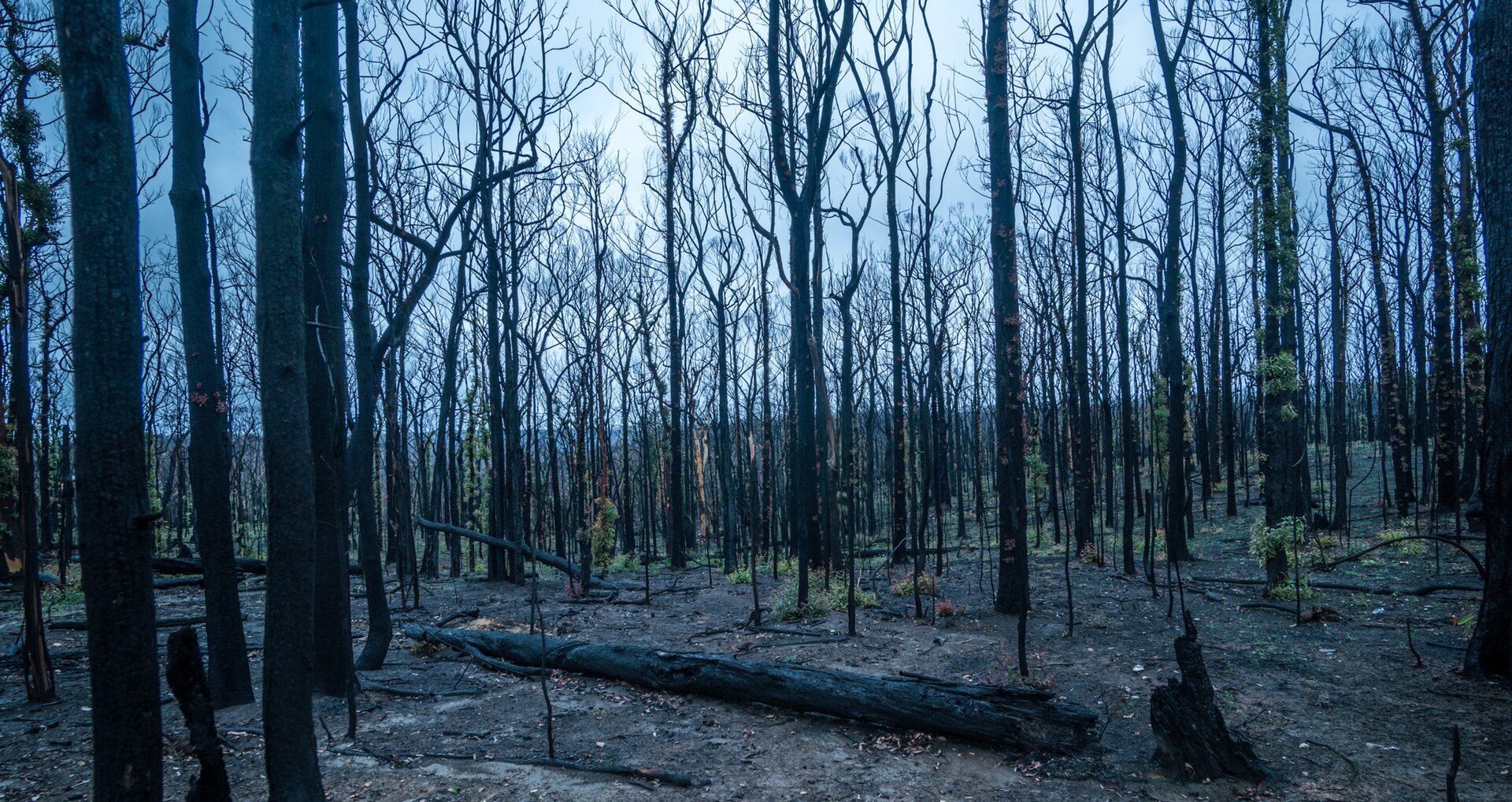 After the fire: how the Hills came back from Cudlee Creek